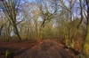 Naked Trees in Huntingdon